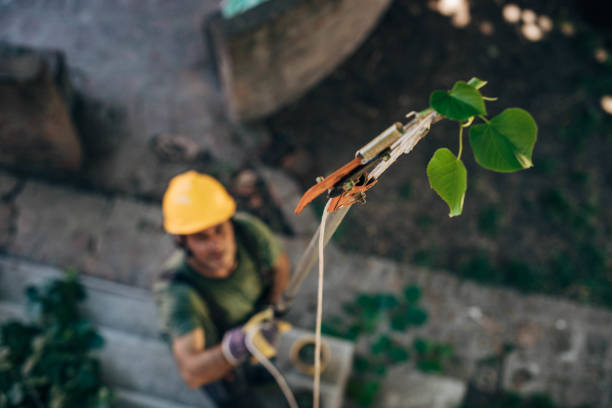 How Our Tree Care Process Works  in  Weston Lakes, TX