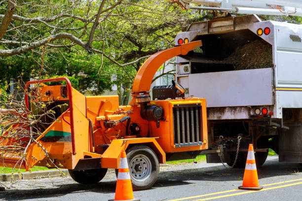 Best Tree Maintenance Programs  in Weston Lakes, TX